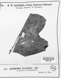 Asteroma liriodendri image